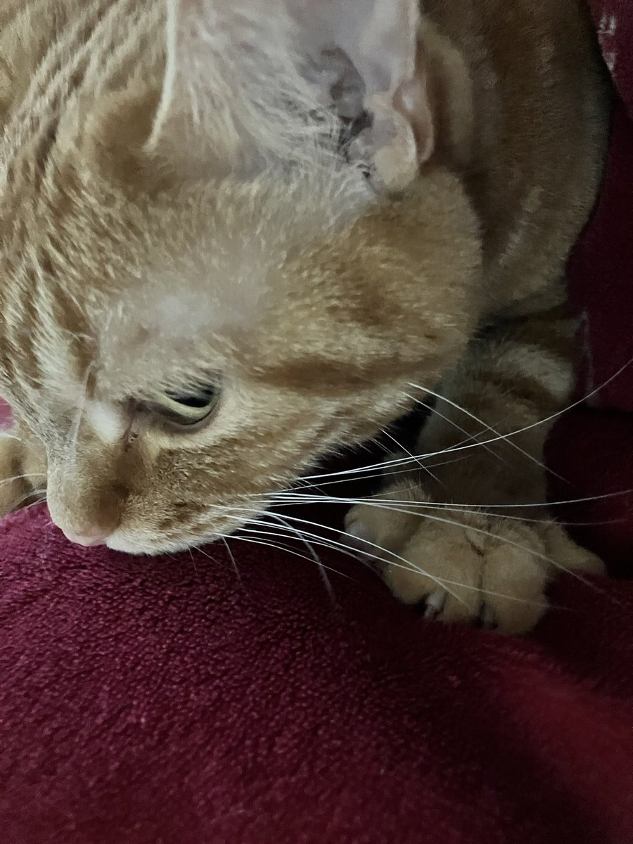 📌𝕏コミュニティ𓃠猫၈集会場𓃠今日のニャンコ🐱