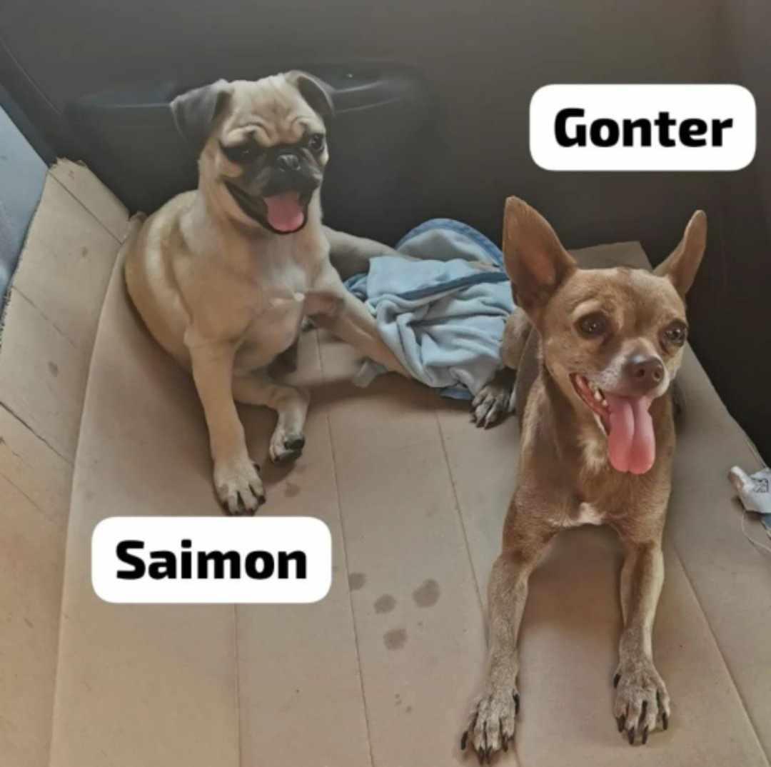 ozzymtz97's tweet photo. @EiwyFley @Scotti2101 Perritos https://t.co/1jax3rq32F