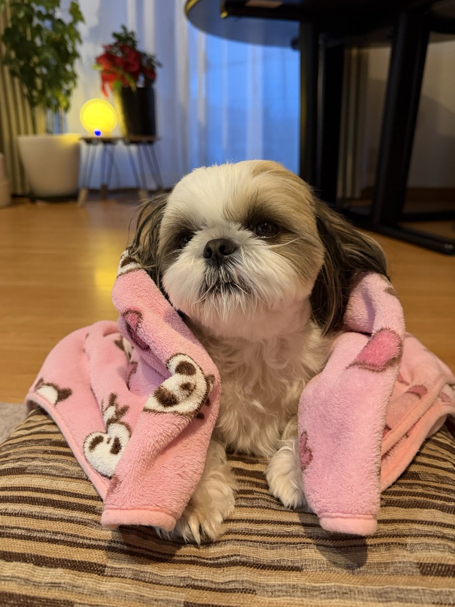 シーズー🐶華ちゃん🌺 (@2XUQSA61DhvUODr) / Posts / X