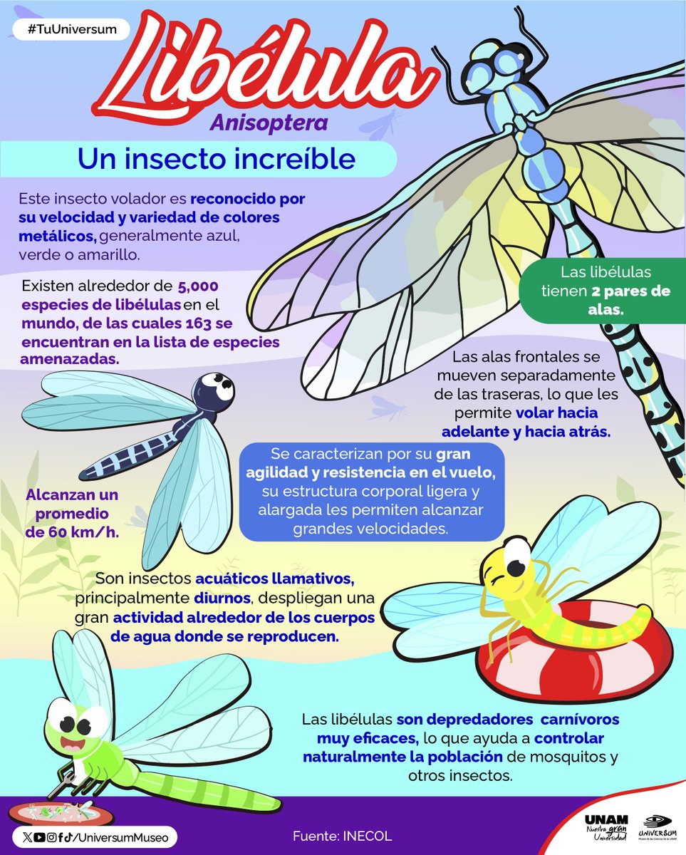 UniversumMuseo's tweet photo. Te contamos un poco sobre las increíbles libéluas. 💙

#TuUniversum https://t.co/fC2dQUoniC