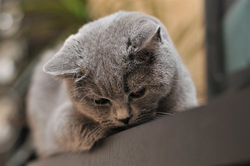ごる猫 Σ(っ=ΦωΦ)っ tweet media