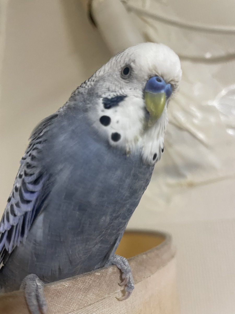 クロエ🐦@鳥垢 tweet media
