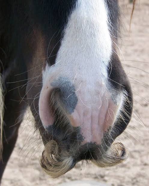 Zoska 🐴 🦈 tweet media