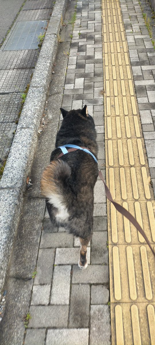 まめたろう (@mamemamemakmaki) / Posts / X