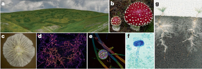 NatureRevMicro's tweet photo. New online! Fungal diversity, ecology and functions in soil ecosystems https://t.co/ttQ25Ufz6d https://t.co/yX3d0TdlHC