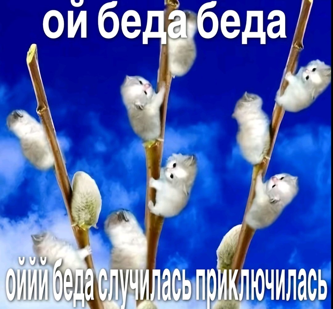 Вулик tweet media