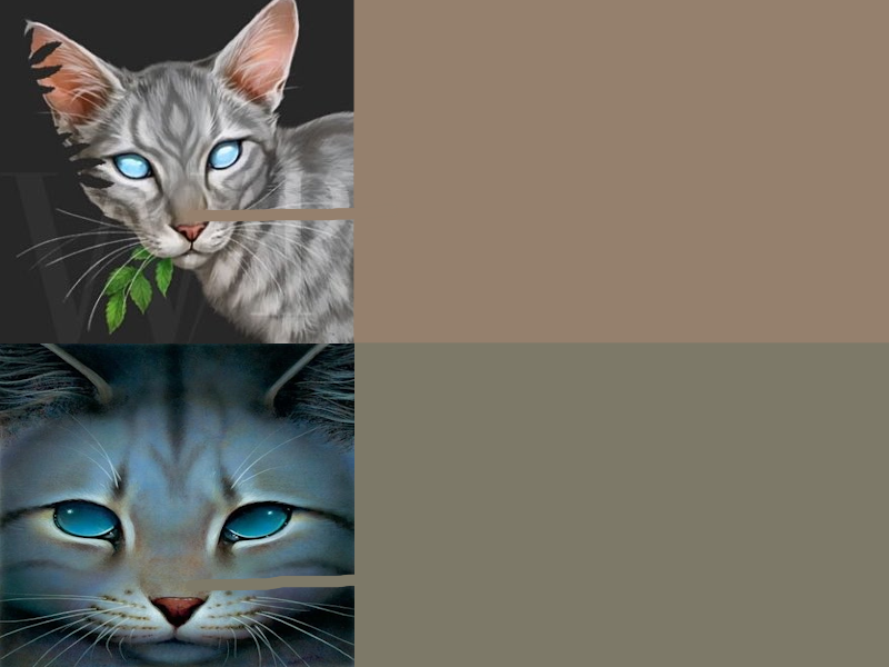 simons / cyima 🐈 tweet media