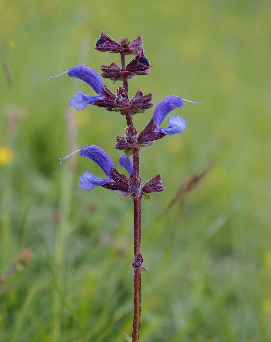 FishMushy's tweet photo. It's not all about the orchids, here's a real stunner, Meadow Clarey. https://t.co/xWDybHojwT
