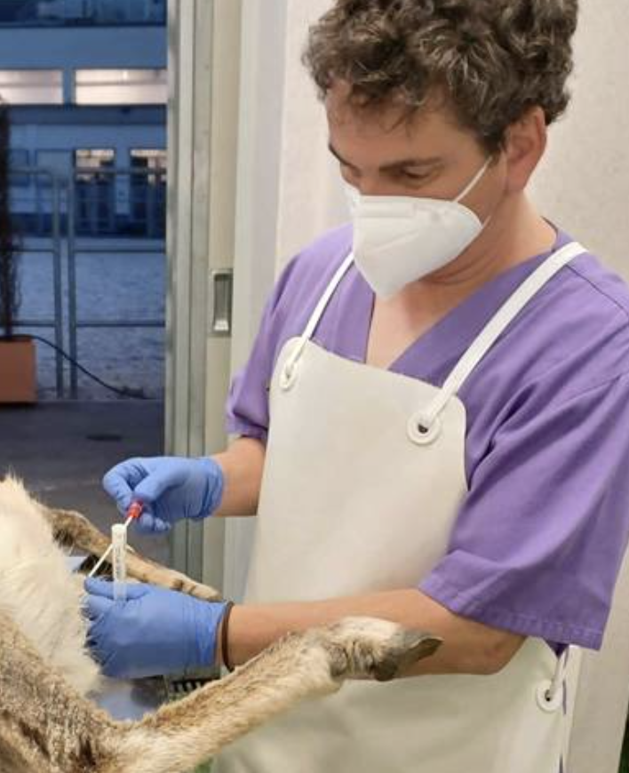 SEOCSpain's tweet photo. Fiebre Q, ejemplo paradigmático de ‘One Health’: “El veterinario es el profesional sanitario en primera línea”
https://t.co/hBSN7I4oVO https://t.co/dOh7CrsrZ8