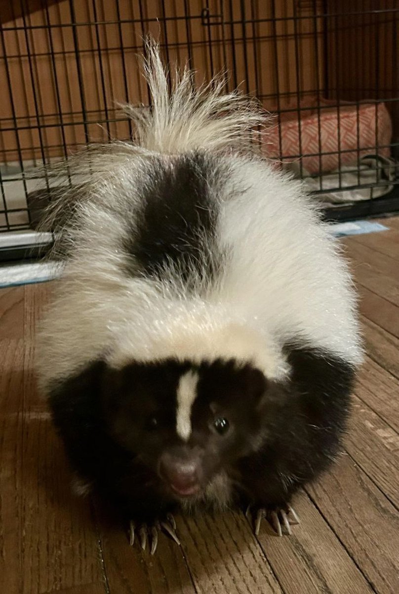 Scooter the skunk🦨 tweet media