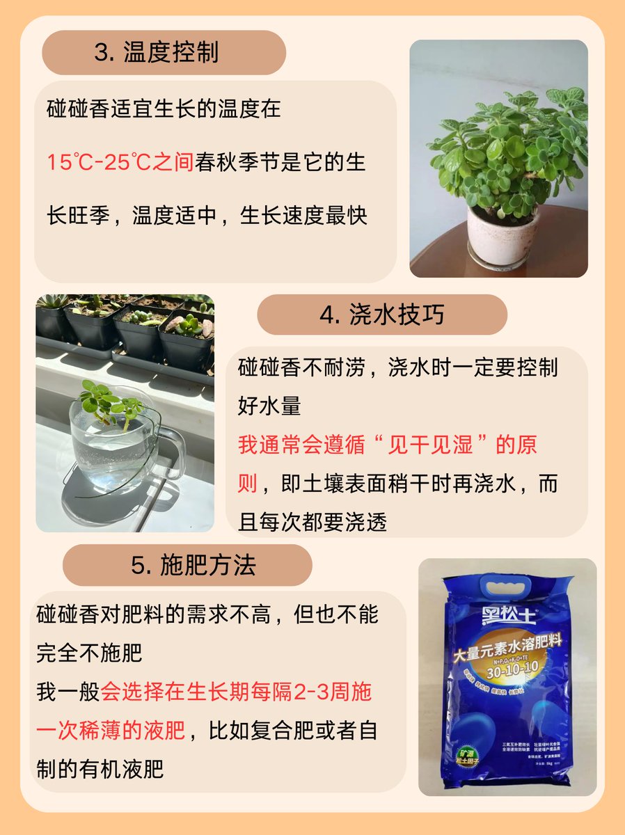 BellaDeCastilla's tweet photo. Pro tip: Water your pothos only when the top 2 inches of soil are dry—overwatering is the #1 killer! It thrives in bright, indirect light u0026 forgives occasional neglect. A perfect low-fuss plant for beginners. https://t.co/P3UZTKlArN