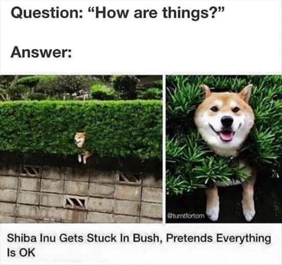 WholesomeMemes tweet media