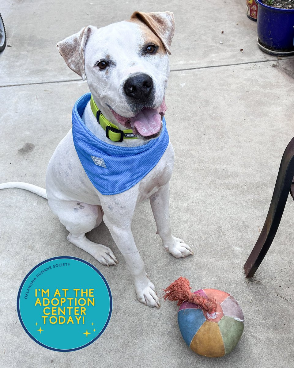 okhumane's tweet photo. Adopt Sammy!
Sammy is 2 y/o &amp; 64 lbs. This happy, adventurous boy is always ready for fun. He loves walks, hikes, fetch, car rides, dog parks, and even bath time! Visit the OK Humane Adoption Center at 7500 N Western Ave. or email adoptions@okhumane.org if interested in adopting. https://t.co/MMpz2UsMHP