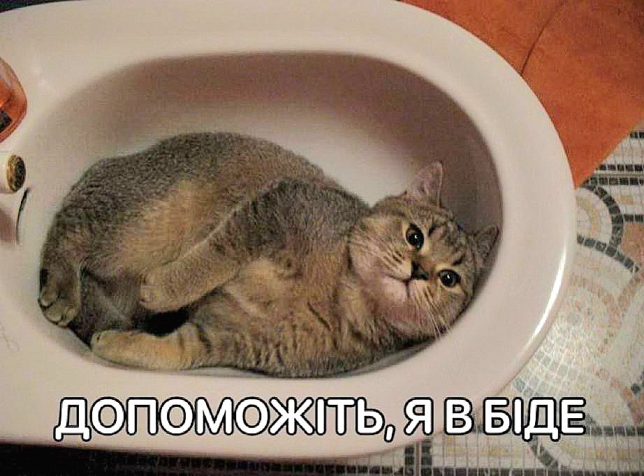 yonabeef🇺🇦ꑭ🇺🇦 tweet media