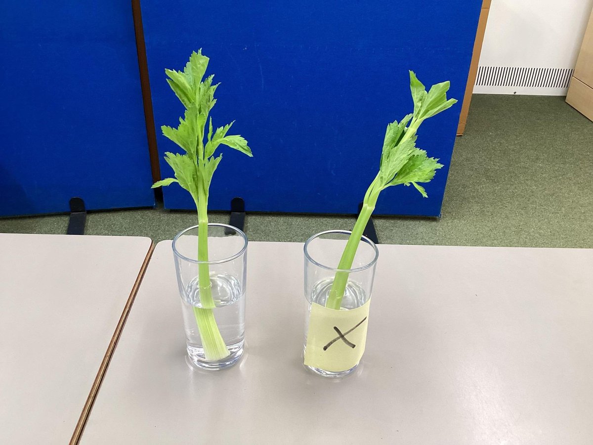 Foresters Primary School tweet media