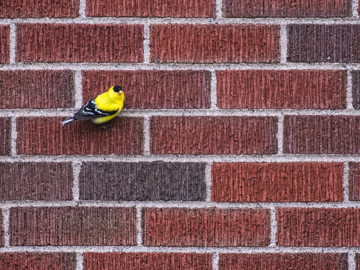 NatureCanada's tweet photo. "Their iconic flight call: the lilting po-ta-to-chip! that rises on the final note, perfectly timed with the upward bounce of their undulating flight. Each mated pair has its own variation, as if every couple has strong opinions about the best potato chip flavour. No wonder they’re squabbly." 

Thank you to our guest blogger, Meredith Blunt from Bird Friendly Kitchener for this months calendar blog on the American Goldfinch. Read her blog and see more of her artwork here: https://t.co/GLKMvqexi0

Photo credit:
1. Hugues de Milleville - 2025 Nature Photo Contest
2 and 3. Meredith Blunt
4. Matt Lucas