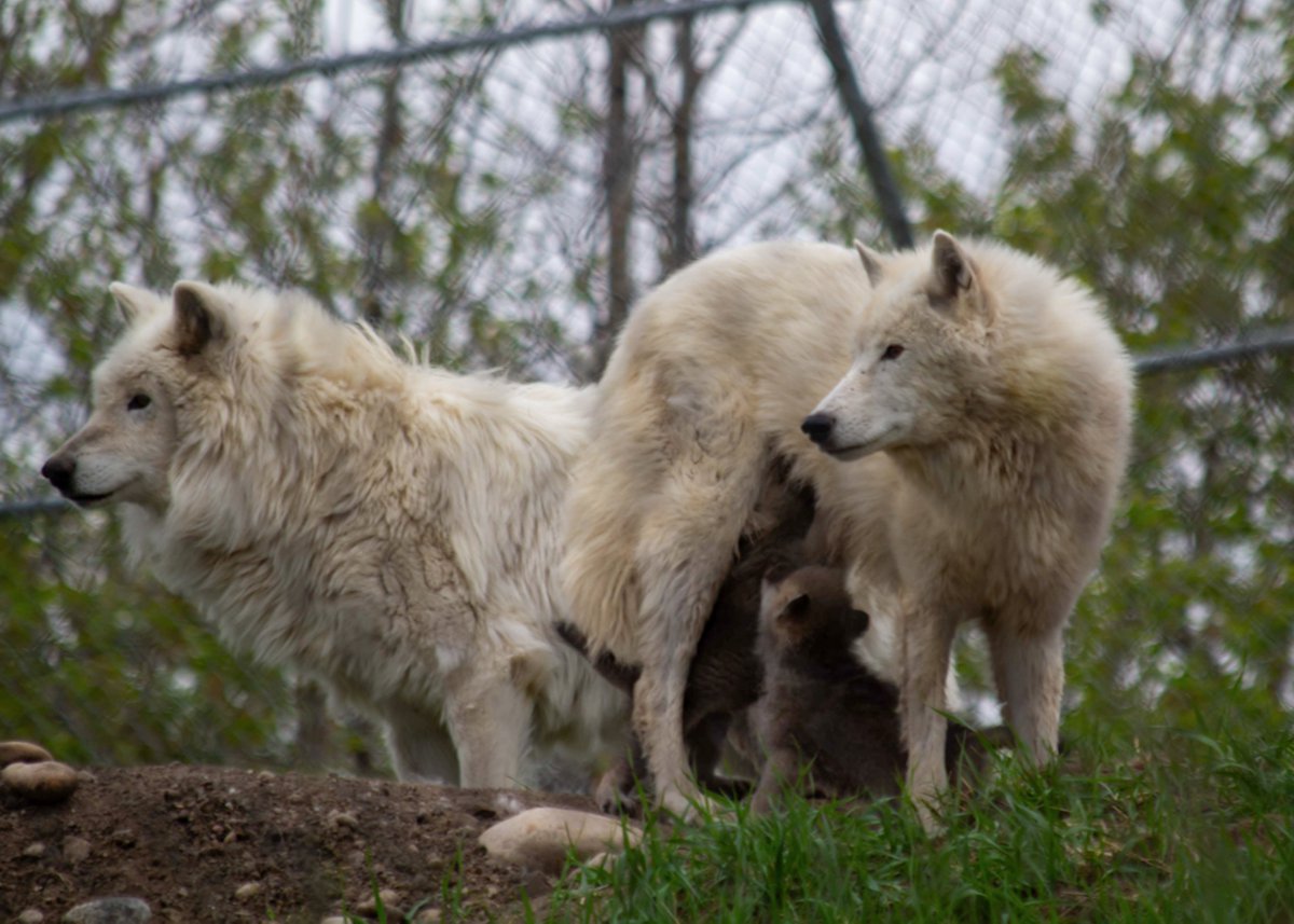 The Valley Zoo Development Society tweet media