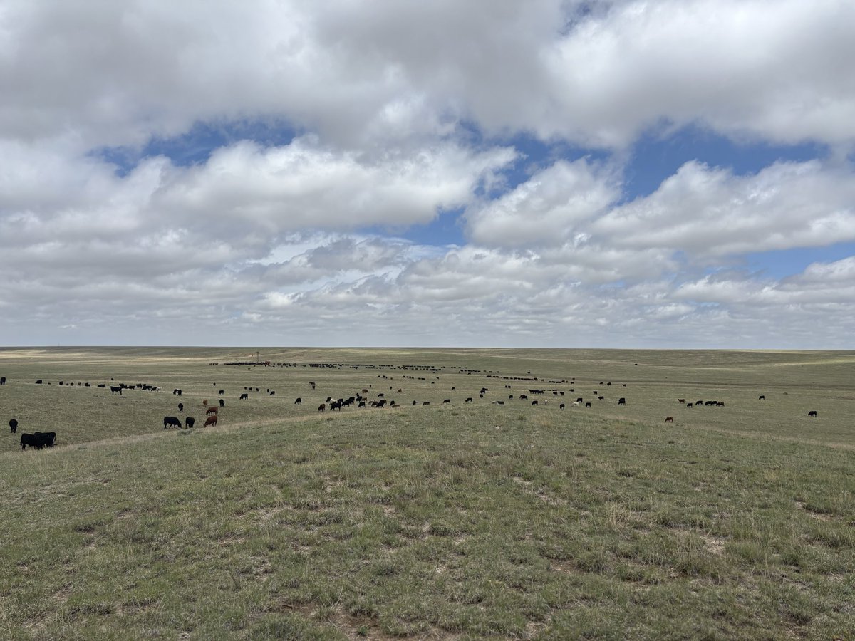 theATXag's tweet photo. The yearlings, wildflowers and spring green up is here. Thankful for the recent moisture! https://t.co/up1kTy2ftZ