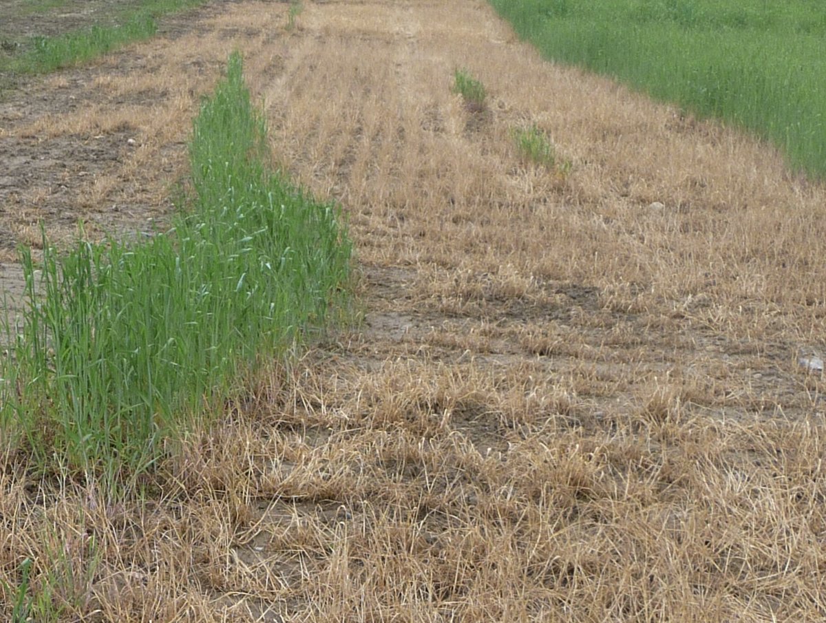 Cornell Cover Crops tweet media