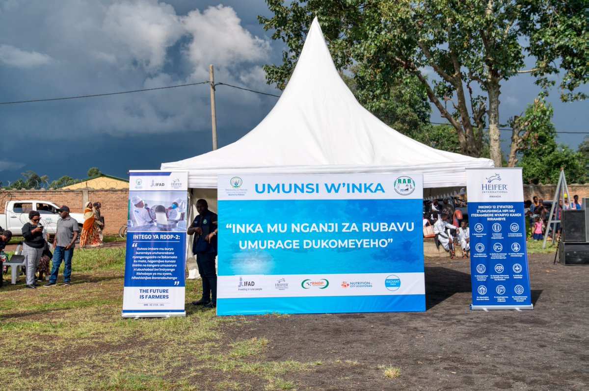 Agronomme_'s tweet photo. The livestock sector continues to play a central role in transforming rural livelihoods in Rubavu District, where dairy farming is increasingly becoming both an economic activity and a pillar of household welfare. 🐄🇷🇼
Since the launch of the Girinka Program in Rwanda in 2006, Rubavu District alone has distributed 12,647 cows to vulnerable families, while 5,986 additional cows have been passed on through the “kwitura” system, where beneficiaries donate calves to other families in need. Today, the district counts more than 32,645 cattle, reflecting the steady growth of livestock farming in the area.
This progress has been strengthened by continuous government investment in the dairy sector through programs implemented by MINAGRI and RAB in partnership with development organizations.
Among the major initiatives supporting this transformation is the Rwanda Dairy Development Project Phase II (RDDP II), a project implemented by the Government of Rwanda in collaboration with the International Fund for Agricultural Development (@IFAD) through the Ministry of Agriculture and Animal Resources (MINAGRI) and the Rwanda Agriculture and Animal Resources Development Board (RAB).
#RDDP2 has played an important role in improving dairy farming systems by supporting farmers with improved cattle breeds, veterinary services, pasture production, milk hygiene training, water access infrastructure, artificial insemination services, and stronger milk collection systems.
The project has also contributed to improving farmers’ knowledge and encouraging a shift from traditional livestock keeping toward professional and market-oriented dairy farming.
The impact of these interventions could be clearly observed during the celebrations of Umunsi w’Inka 2026 held in Rugerero Sector, Rubavu District, under the theme “Inka mu Nganji za Rubavu, Umurage Dukomeyeho.”
The event brought together livestock farmers, veterinary service providers, animal feed suppliers, cooperatives, local leaders, agricultural institutions, and development partners in an exhibition showcasing different innovations and services contributing to the growth of the livestock sector.
Farmers and stakeholders used the occasion not only to celebrate the importance of cattle in Rwanda’s development, but also to exchange knowledge and experiences on improving productivity, animal health, and modern livestock management practices.
One of the key activities that marked the event was the distribution of milk to children, an initiative aimed at reminding parents about the importance of reserving milk for home consumption instead of selling all production. The activity highlighted the role of milk in improving child nutrition and fighting malnutrition within communities. 🥛
The event also included the distribution of cows to vulnerable families as part of ongoing efforts to improve livelihoods through livestock farming.
Among the beneficiaries was Musengimana Jean Marie Vianney, who expressed gratitude after receiving a cow, explaining that his family previously struggled to access manure for agriculture and milk for children at home.
In addition, outstanding livestock farmers were recognized and rewarded for exemplary performance in dairy farming and animal husbandry. The awarded farmers were commended for promoting professional livestock farming practices and serving as role models within their communities.
Kadogo Aimable, a livestock farmer and leader of the federation of livestock cooperatives in Rubavu District, was among the farmers recognized during the event. Together with fellow award recipients, he welcomed the recognition and encouraged other farmers to embrace modern and professional dairy farming practices to increase productivity and improve livelihoods.
Speaking during the event, the Mayor of Rubavu District,….
Cc: @RwandaAgri
@solangeuwituze
@umflora
@SRwamulangwa
@T_Ndabamenye
@GasanaNgabo
@kayirangam52554
@IFADEastAfrica
@IFAD
@MutangwaSarah
@MRugamba