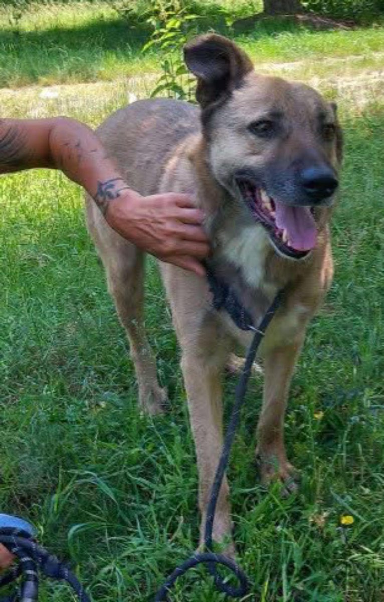 Pawprints to Freedom Rescue🐾 tweet media