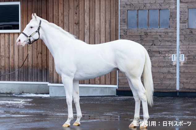競馬インフォメーションクラブ(個人で運営) tweet media