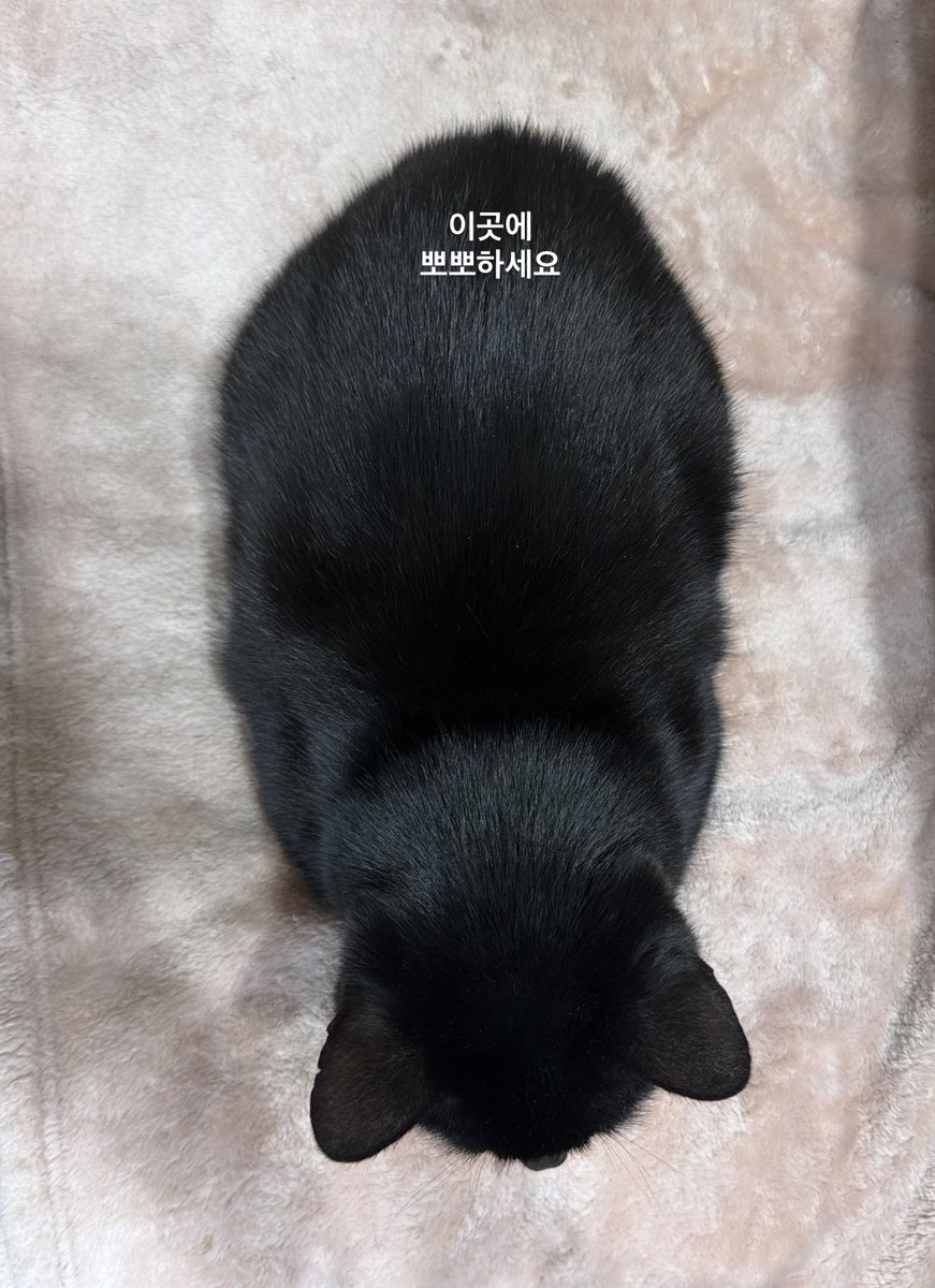 특대형공허 tweet media