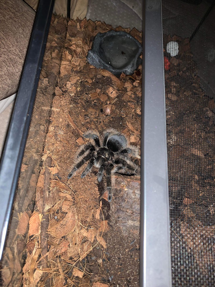 spoilalora's tweet photo. How big Charlotte has gottennnnn <333

I wanna try upgrading her tank again, but she really just never cares to explore outside of her cave :,) atleast I’ll be able to decorate for summer coming up :DD https://t.co/Kd5ICiPhyH