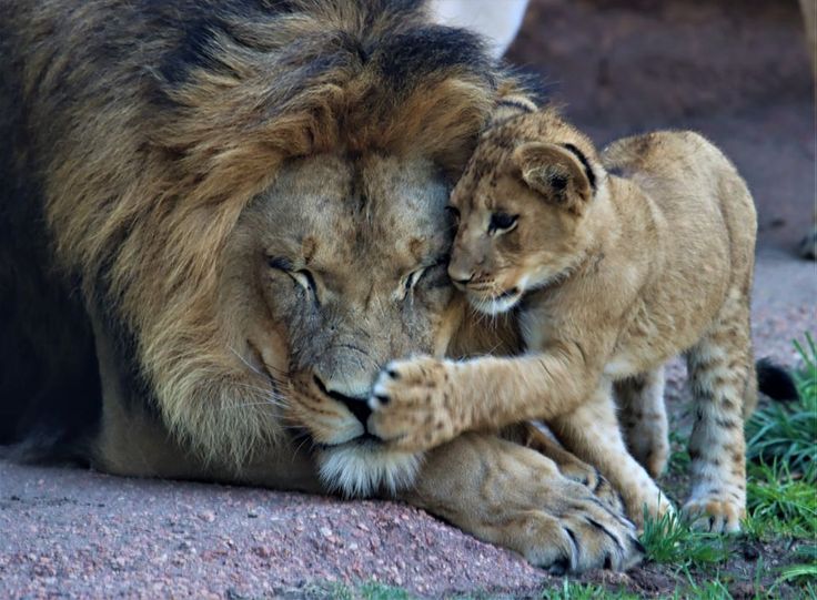 Beauty of Animals tweet media