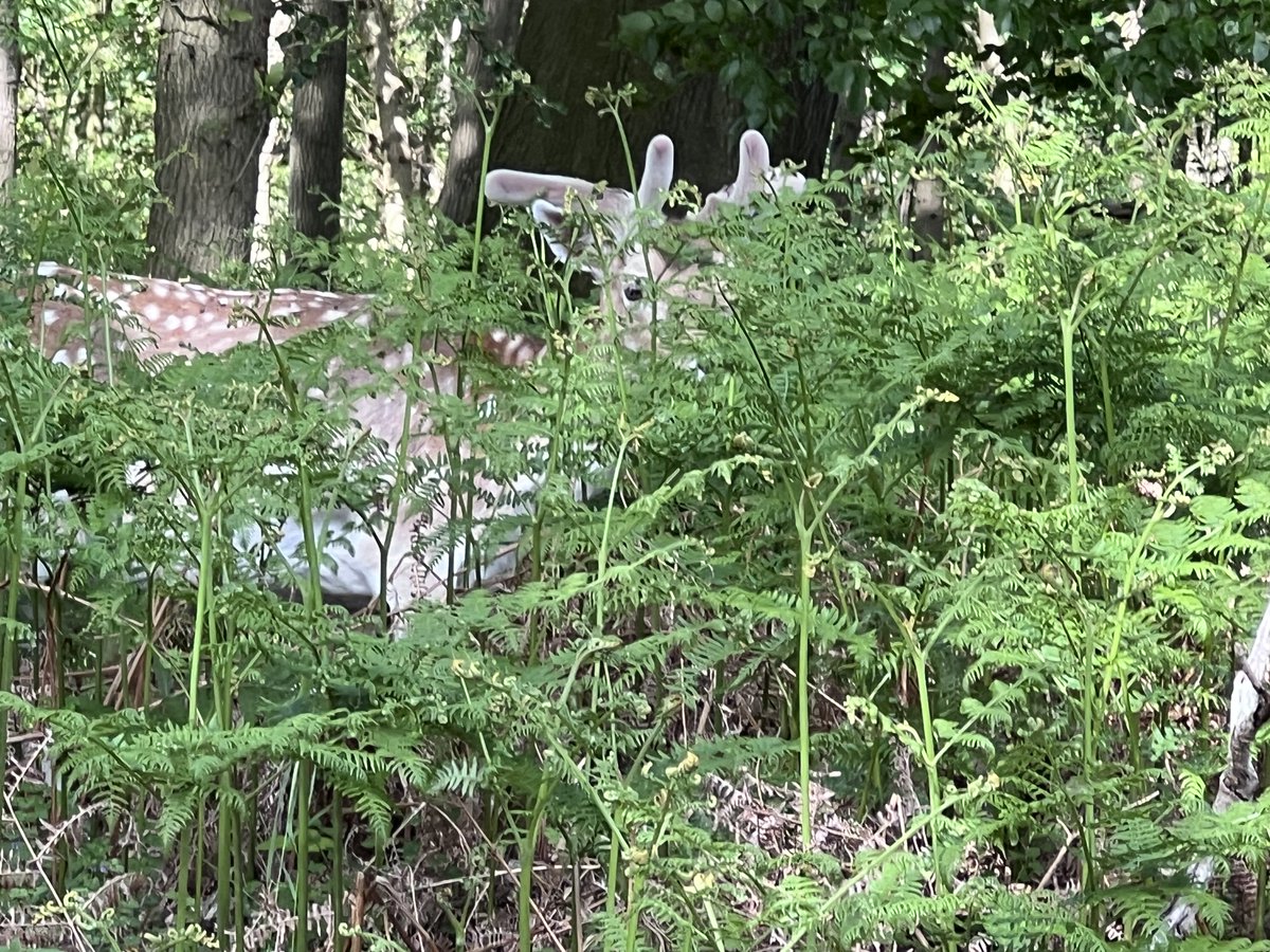 BoerLeen's tweet photo. Korte avondwandeling in de Amsterdamse Waterleidingduinen:
een enkel #damhert dat zich tussen de ontluikende varens ‘verstopt’ en een lange, luide stoet van kinderen en ouders (waarvan een groot deel als een #zombie achter de #telefoon aanloopt 😳).
#avondvierdaagse #AWD https://t.co/G2nnELhxO3