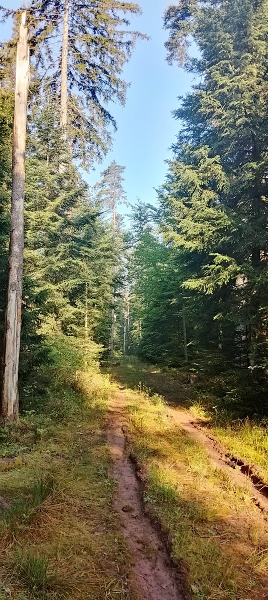 Schwarzwald, schöne Heimat tweet media