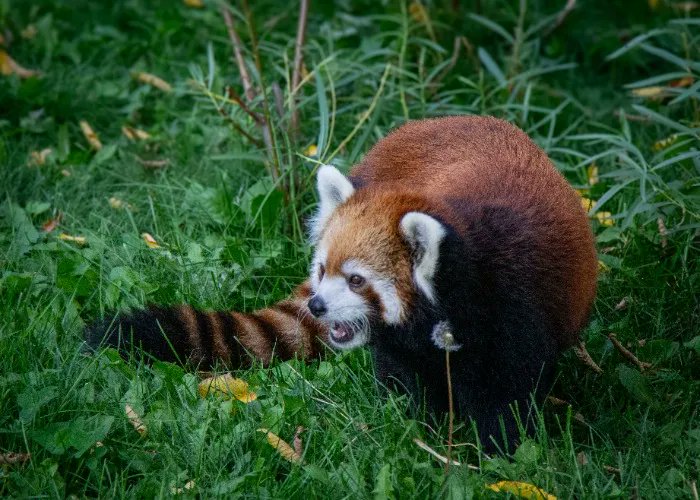 The Valley Zoo Development Society tweet media