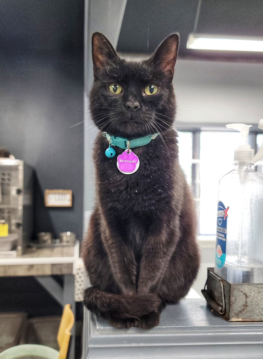 CrashsLanding's tweet photo. Morrigan, 2, is accepting applications from humans willing to provide Fancy Feast Fish &amp; Shrimp on demand. 😹 Sweet, affectionate, loves attention, catios, and being near people. Would do best in a quiet home with maybe one calm cat. No dogs! 💜 https://t.co/ITjFpp5Te2