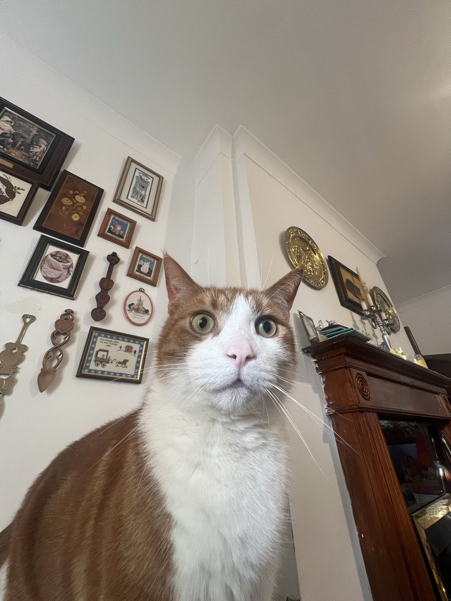 FrankieDoode's tweet photo. Did I’m jest hear the funkimg flee treadment packet opon https://t.co/YPsspyN8rM