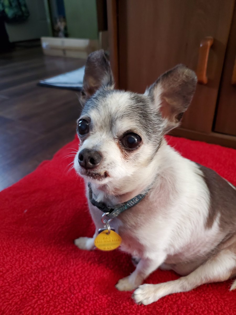 Tiki🌈s Legacy-Reo🌈Nina🌈#PuggieForever tweet media