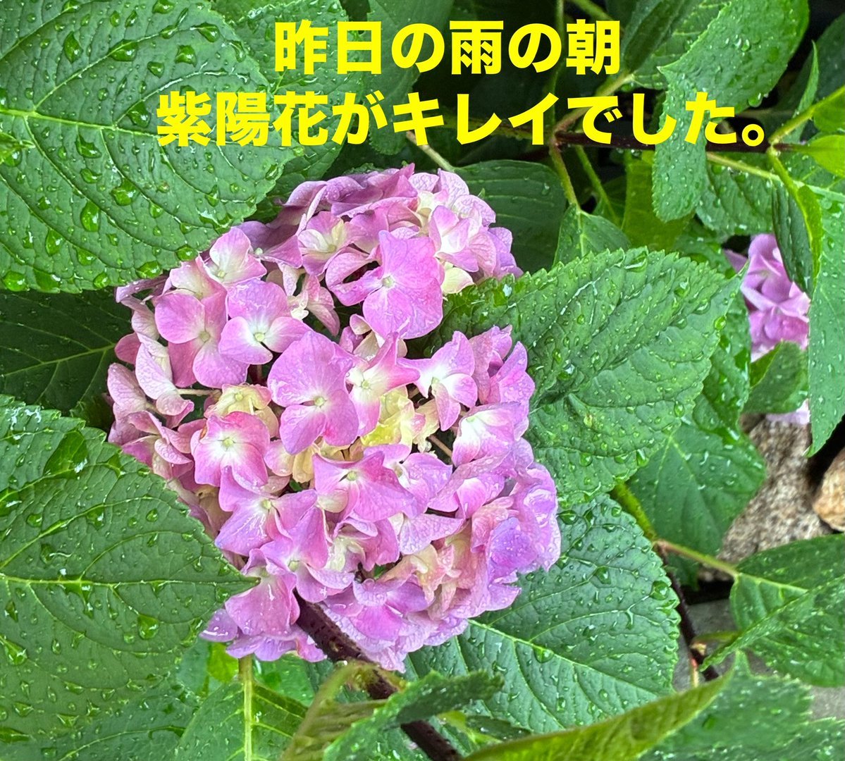 おはようございます。