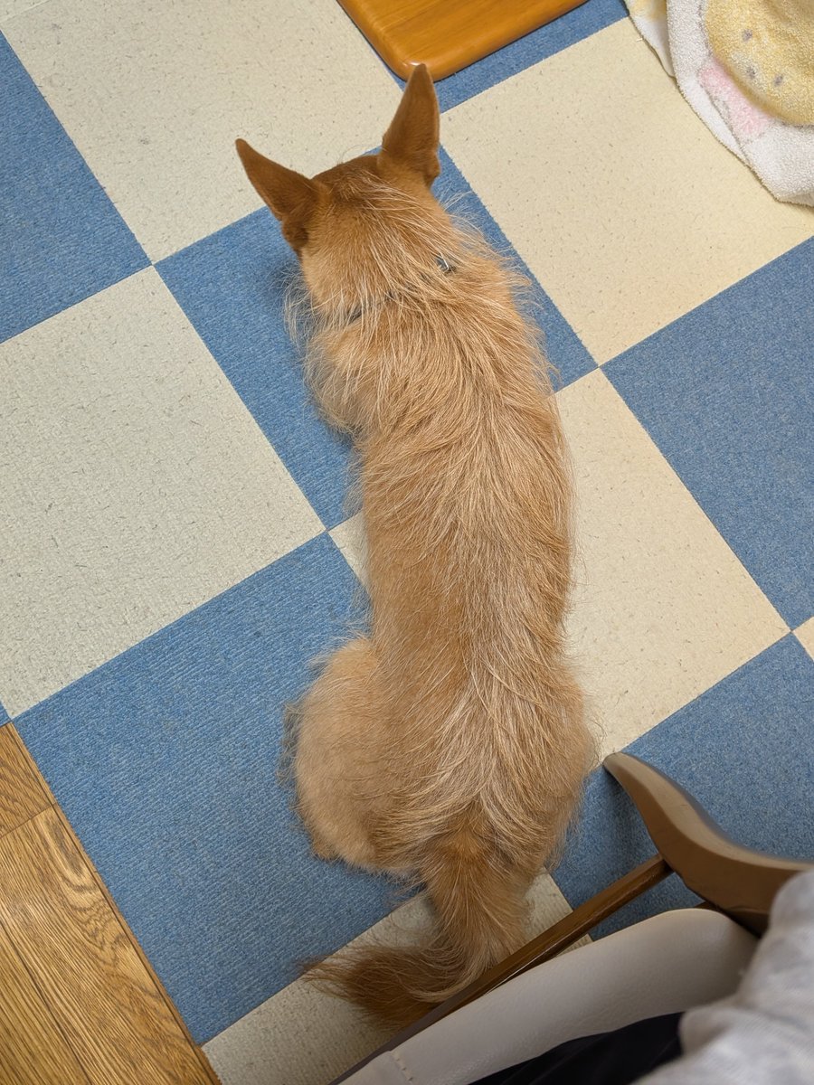 犬ちゃん (@dogchan1010) / Posts / X 犬ちゃん (@dogchan1010) / Posts / X