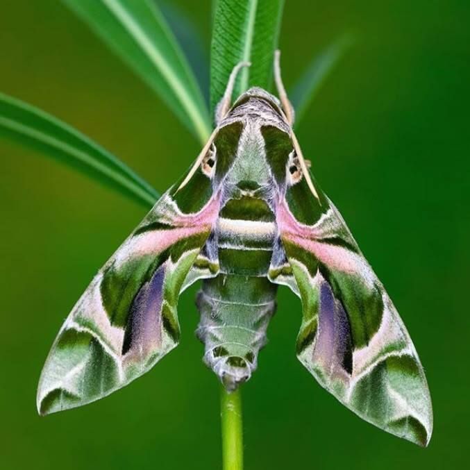 butterfly world 🦋 tweet media