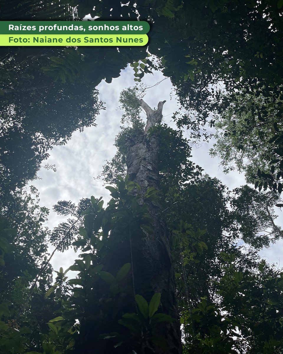 Parque Estadual do Utinga tweet media