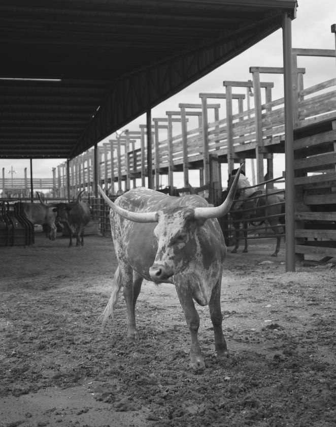 natNKB's tweet photo. "Those gaunt, dust-caked Longhorns, could be more dangerous then any creature we could encounter on the trail." Harvey Niles, Trail-driver. Pic courtesy Library of Congress. https://t.co/4ikzY9Dgg6