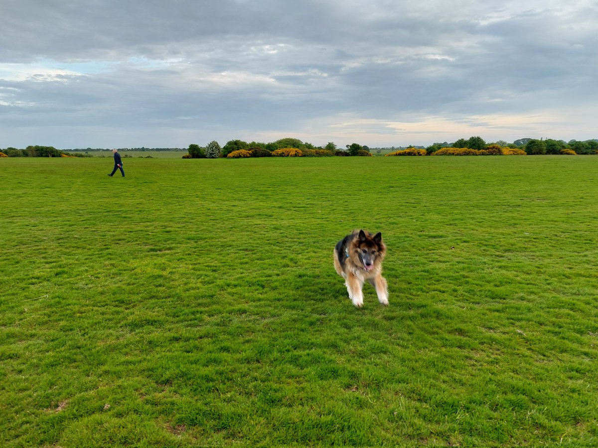 WildersLiz's tweet photo. #Day143 of #100daysofwalking #Day1963
#round6crew  #MentalHealthAwareness  #200daysofwalking 
Up in his 🐕 favourite place for our evening walk https://t.co/Q98i0mnTrM
