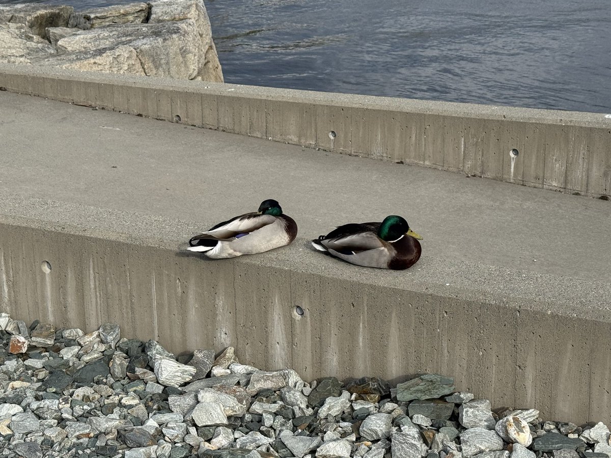 grrsmt's tweet photo. we saw 2 gay birds on our gay walk today 🥺🏳️‍🌈 https://t.co/bBnMBqVHZK