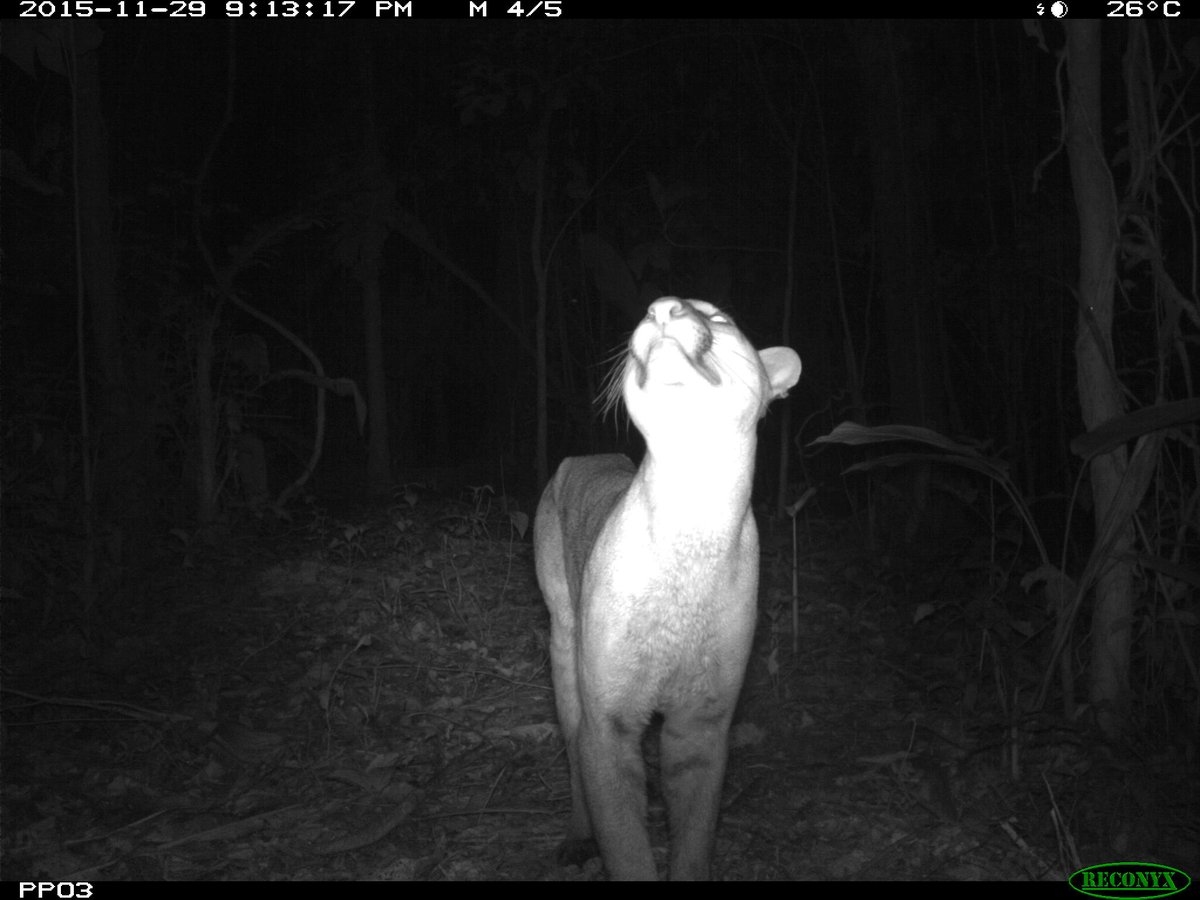 trailcam tweet media