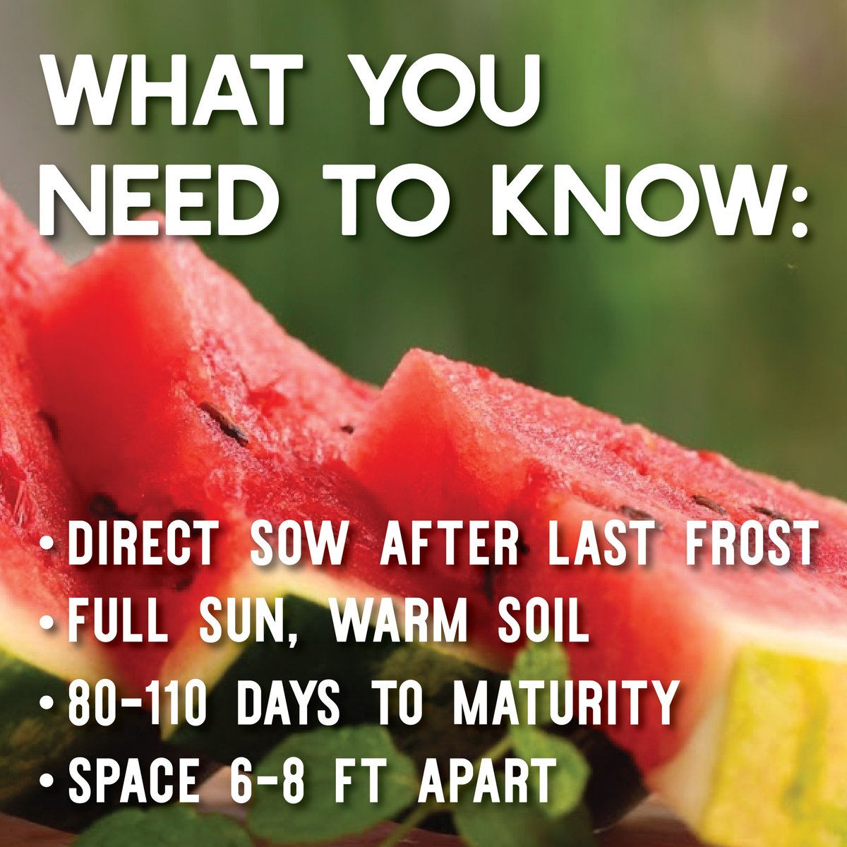 True Leaf Market tweet media
