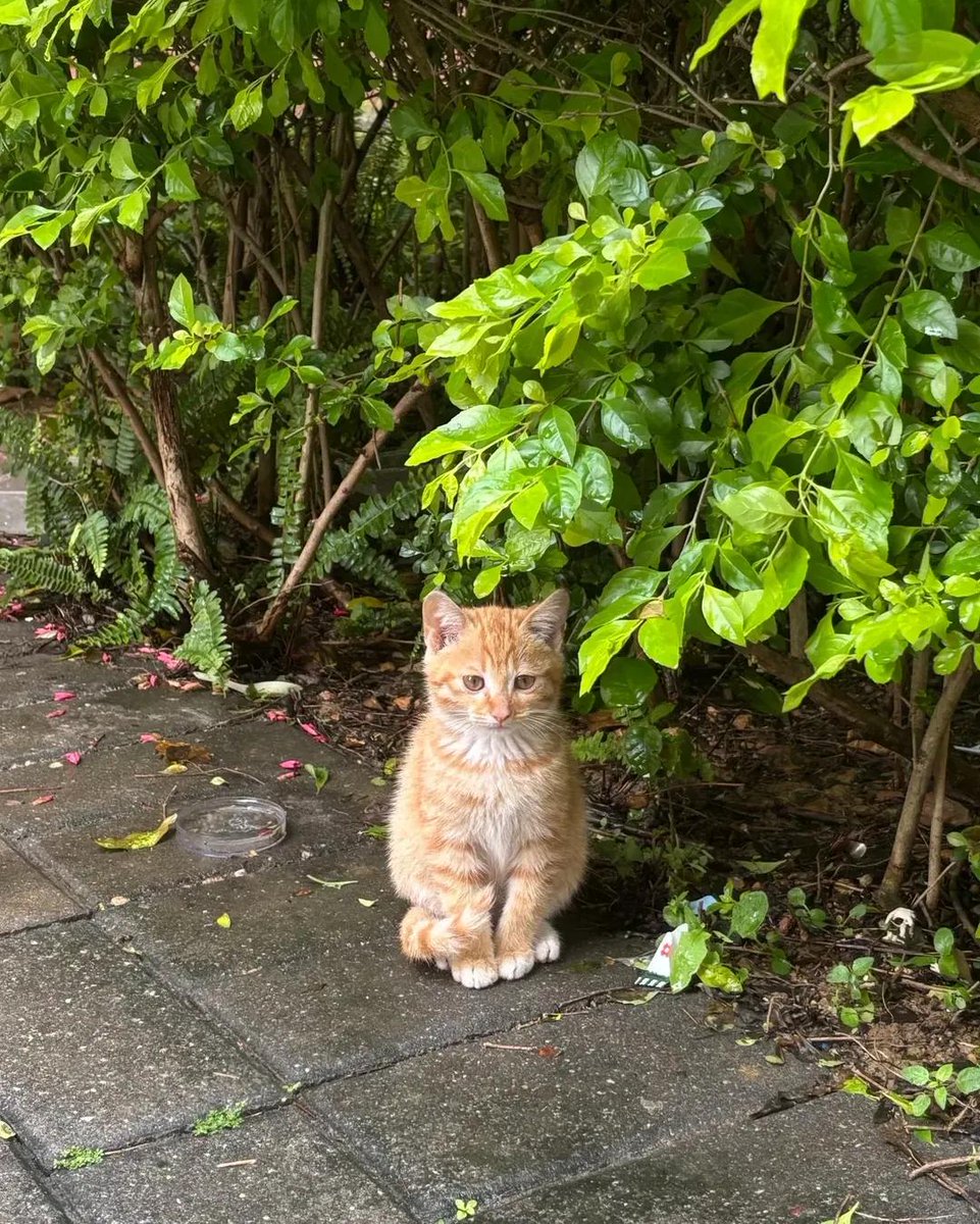 Cat 🐈 tweet media
