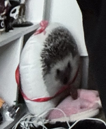 Alice (Hedgehog enjoyer) tweet media