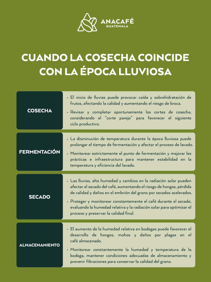 CafedeGuatemala's tweet photo. 📥Para más información consulta el boletín completo:
https://t.co/bX0mxu6qer https://t.co/YQWgchCNJE