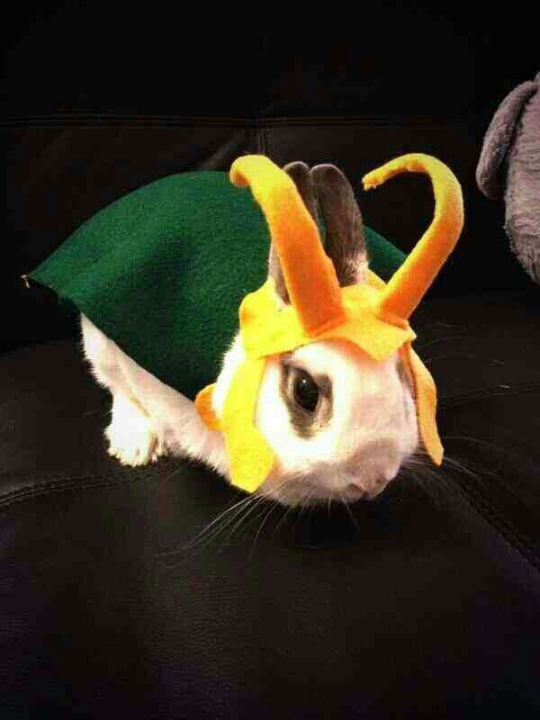 Tuelhinhos 🐇 tweet media