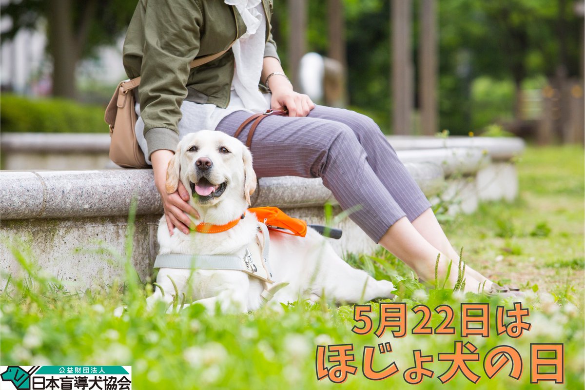 日本盲導犬協会 / Japan Guide Dog Association tweet media