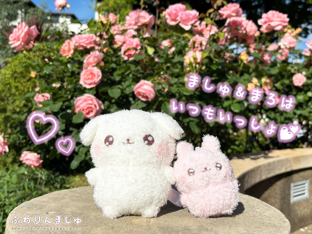 ふわりんましゅ tweet media